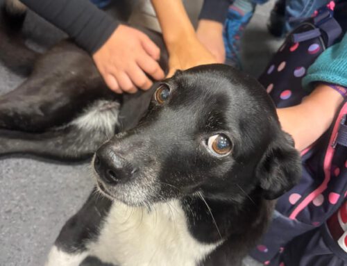 Schulhundtag am HSG 