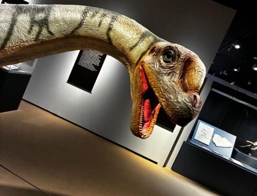 Faszination Vergangenheit – Ein Tag im Reiss-Engelhorn-Museum 