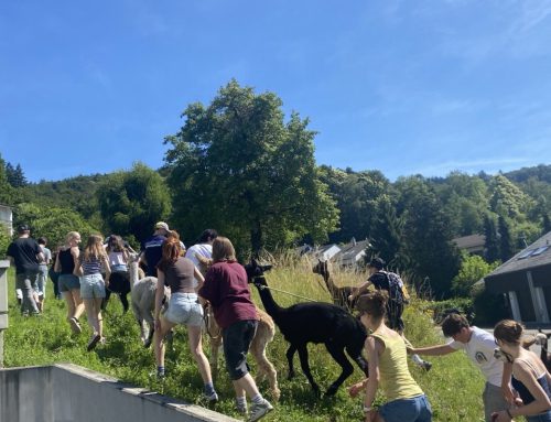 Ausflug der 8b zur Alpakafarm nach Hirtenau